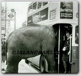 Elephant passenger